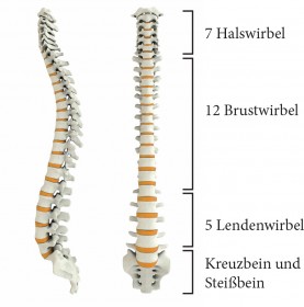 WirbelsÃ¤ule eines Menschen