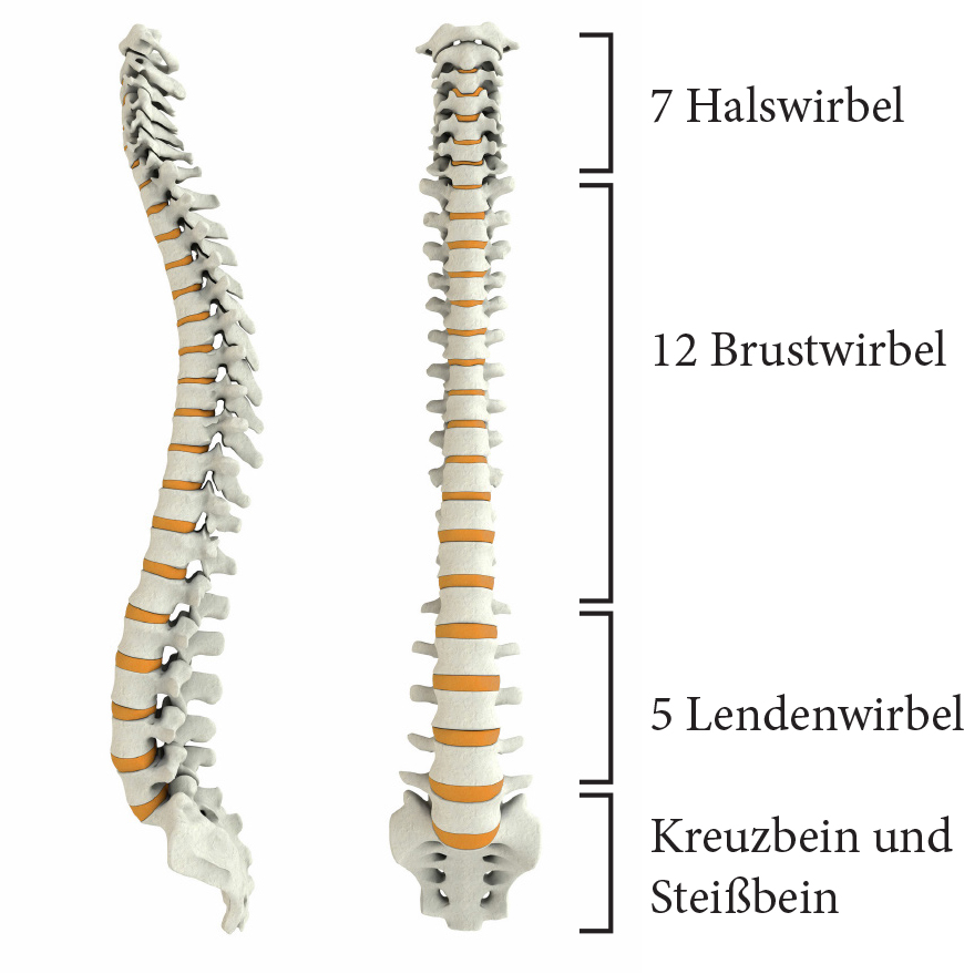 Wirbelsäule eines Menschen